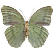 EUPHAEDRA HARPALYCE